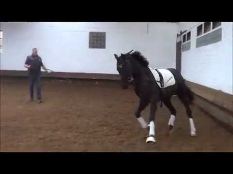 Don Dino v. Don Frederic