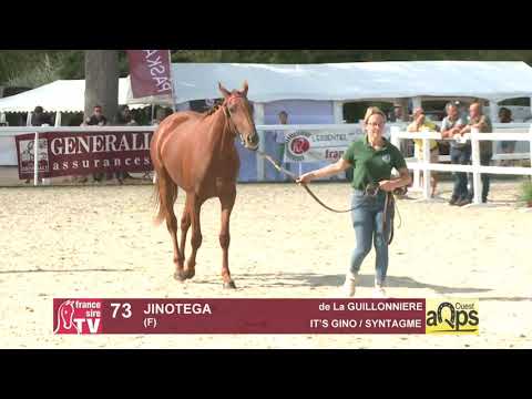 Show AQPS Ouest 2021 - Lot  73