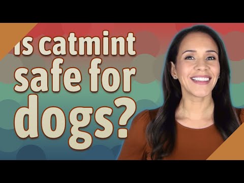 Is catmint safe for dogs?