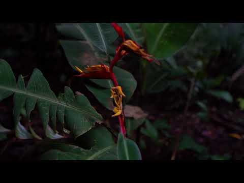 2019 STUDENT FILM NOMINEE - A Tale of Two Countries by Samara Holmes