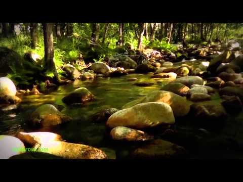 El camino que siguió una libélula - Kercus cam - Menchen