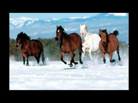 Nevid Müsmir - Dur Qaçaq Nebi