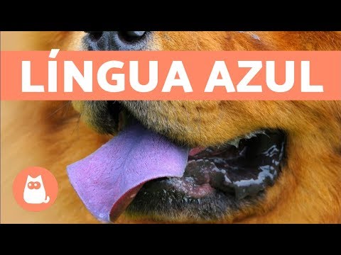 download lagu mp3 mp4 Cachorro Com Lingua Roxa, download lagu Cachorro Com Lingua Roxa gratis, unduh video klip Cachorro Com Lingua Roxa