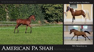Video von American Pa Shah