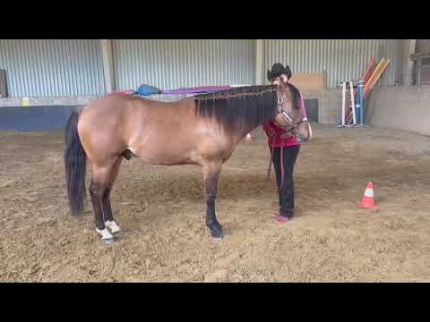 Halter E Pac 03 Merlin DD Gunners