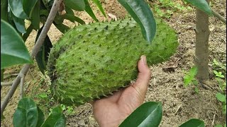 Fruit trees every home must have part 1