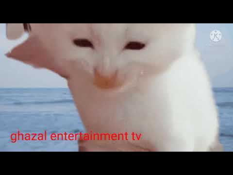 #video of cats# Ghazal Entertainment Tv#