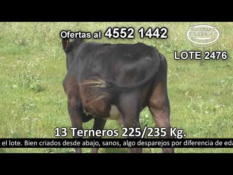 Lote 13 Terneros 11 HO,  1 HO c/  HE y 1 HO c/  AA 225kg -  en Colonia Fernandez Crespo - R1 km 85