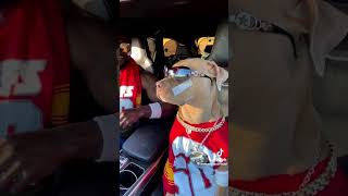 TOO COOL TO BARK🐕😂😁😘#funny #dance #shortvideo #shorts #petlover #pets