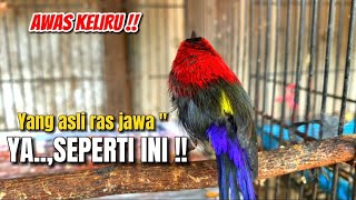 Download lagu BUKAN ASAL2AN‼️BIAR GA GAGAL FAHAM,INI DIA BURUNG MADU RAS JAWA YANG SEBENARNYA‼️ mp3