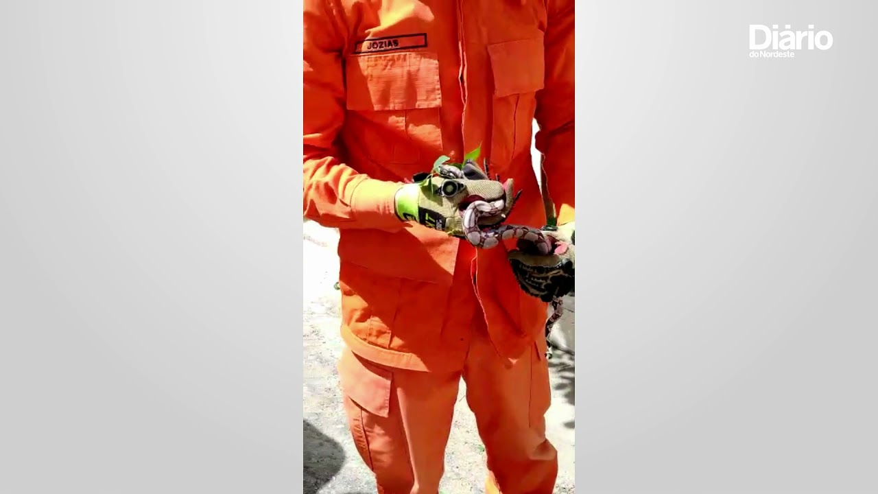 Imagem da notícia Bombeiros resgatam jiboia em árvore de Sobral