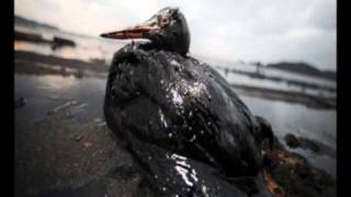 Derramamento De Petróleo e Golfo Do México