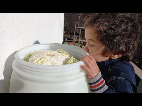 Sauerkraut - starting our whole head sour cabbage! Quick and easy recipe!