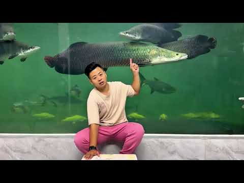 Feeding MONSTER Fish tank - My Giant Arapaima, Catfish, Arowana and more