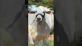 Surti Cattle | Abyaat 2024