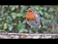 Robin Bird Chirping and Singing - Song of Robin Red Breast Birds - Robins