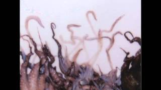 The Song From Venus - Stephin Merritt