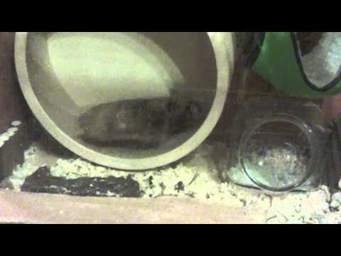 Ceilan - daily routine