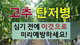 고추 탄저병 심기 전에 이것으로 미리 예방하세요! #주말농장 # 고추 탄저병 치료와 예방법 #필레오 TV.