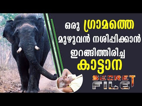 What wild elephant did to people in a village | Secret File | Latest Episode