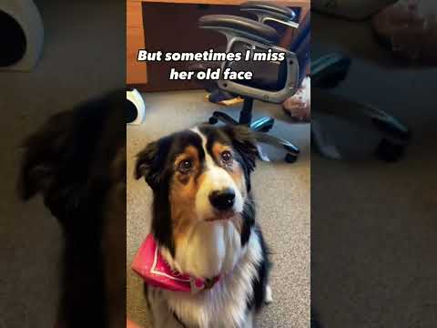 This is what YOUR donations did 🐕❤️ Link in bio to help more dogs #RescueUrgent #LosAngelesRescue