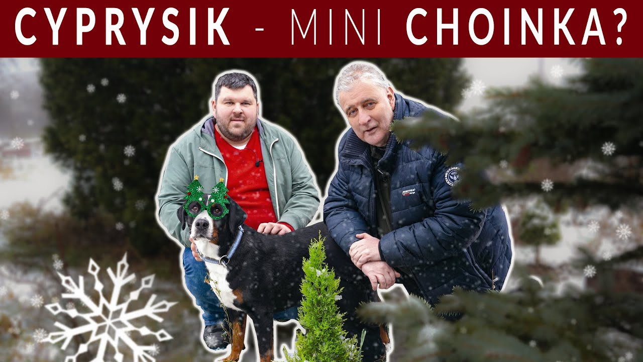Cyprysik - choinka w doniczce, którą postawicie wszędzie!