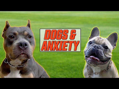 Understanding Anxiety in Dogs - PTP #11