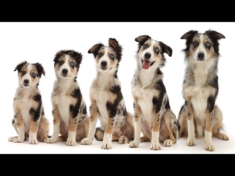 Puppy to Adult Dog growing up Time Lapse