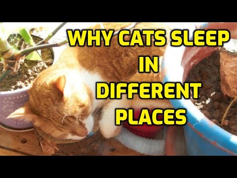 Why Do Cats Change Sleeping Spots?