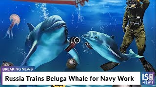 Russia Trains Beluga Whale for Navy Work