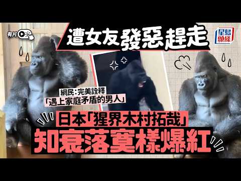 日本「猩界木村拓哉」︱動物明星「清正」遭女友趕走 知衰沉思樣變表情包｜星島頭條新聞｜日本｜猩猩｜木村拓哉｜清正｜女友｜動物園｜名古屋