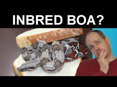 BOA LINE Breeding vs  INbreeding: What's the Difference?