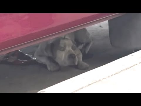 Lonely street dog finally has a family - YouTube