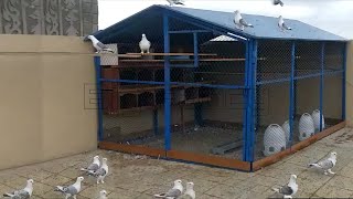 Satinette pigeons  fancy pigeon breeds - Best pige