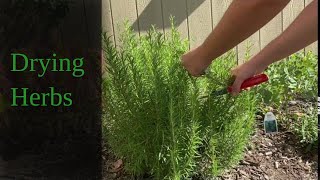 Drying Herbs | EverCrest