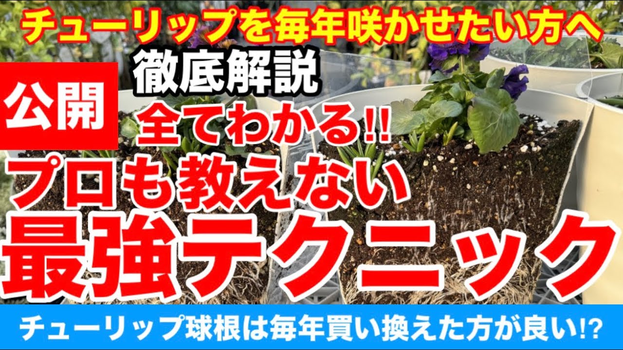 【チューリップ】チューリップを毎年探せたい方へ必見です！プロも教えない最強テクニックVer604【カーメン君】【チューリップ】【球根】【宿根】