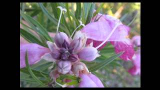 Back Roads, by Kate Wolf