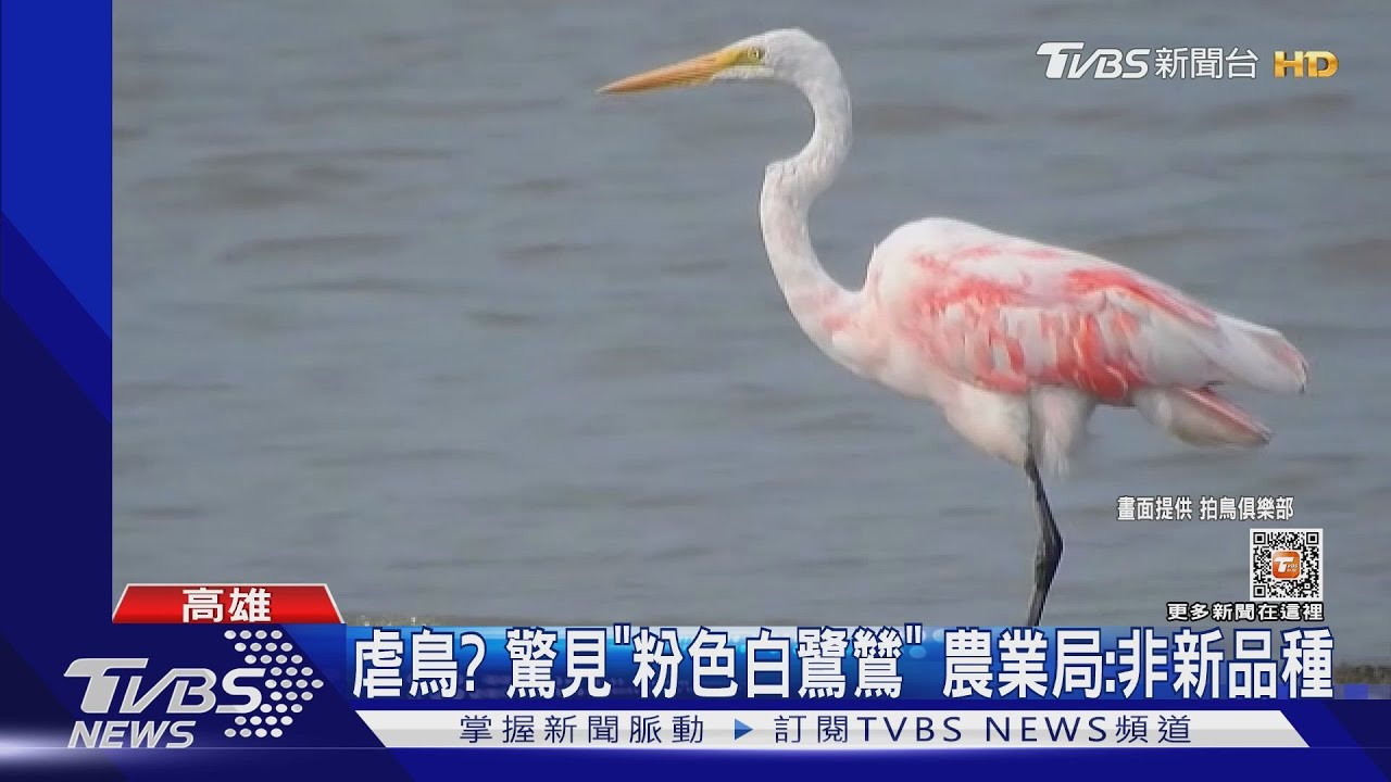 惡作劇？「粉色大白鷺」現蹤澄清湖　疑遭人惡意潑漆