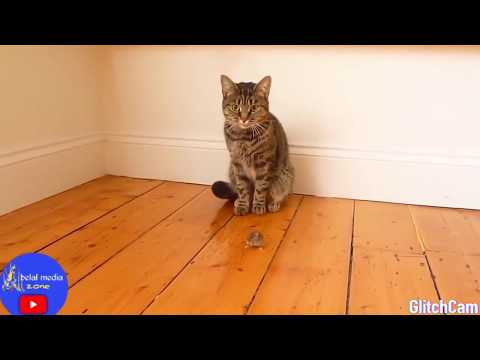 funny-cats-vs-mouse!tom&jerry-real-life!top cast