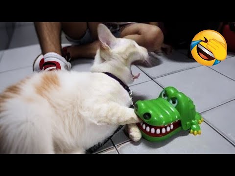 Get ready for unstoppable laughter with these hilarious animals! 😂