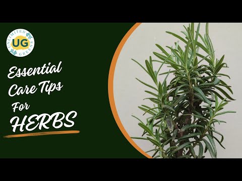 Green kapoor tulsi live plant, for medicine, packaging type:...