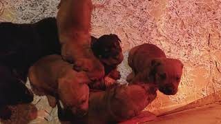 Video preview image #1 Rottweiler Puppy For Sale in MORGANTOWN, PA, USA