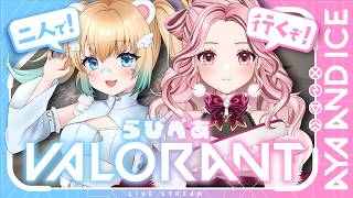 【#valorant 】いつぶりの配信ですか？？🐻‍❄with柴咲【#vtuber 】