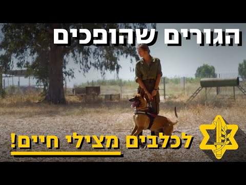 הכירו את גורי הכלבים החמודים של חיל האוויר