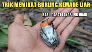 Download lagu Memikat Burung Cit Kemade Hanya Menggunakan Mp3 Suara Pikat Burung Kecil mp3