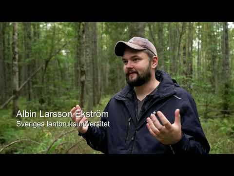 Gammal i förtid - om nyttan med naturvårdande skötsel