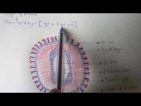 LYTIC CYCLE BY PHANINDRA GUPTHA