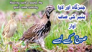 Download lagu 🛑 Rain Quail Sound 2026 , Chinga Batair Ki Awaz,Batair Ki Awaz,Bater ki awaaz,#birds #quailsound mp3