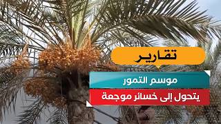 موسم التمور يتحول إلى خسائر موجعة
