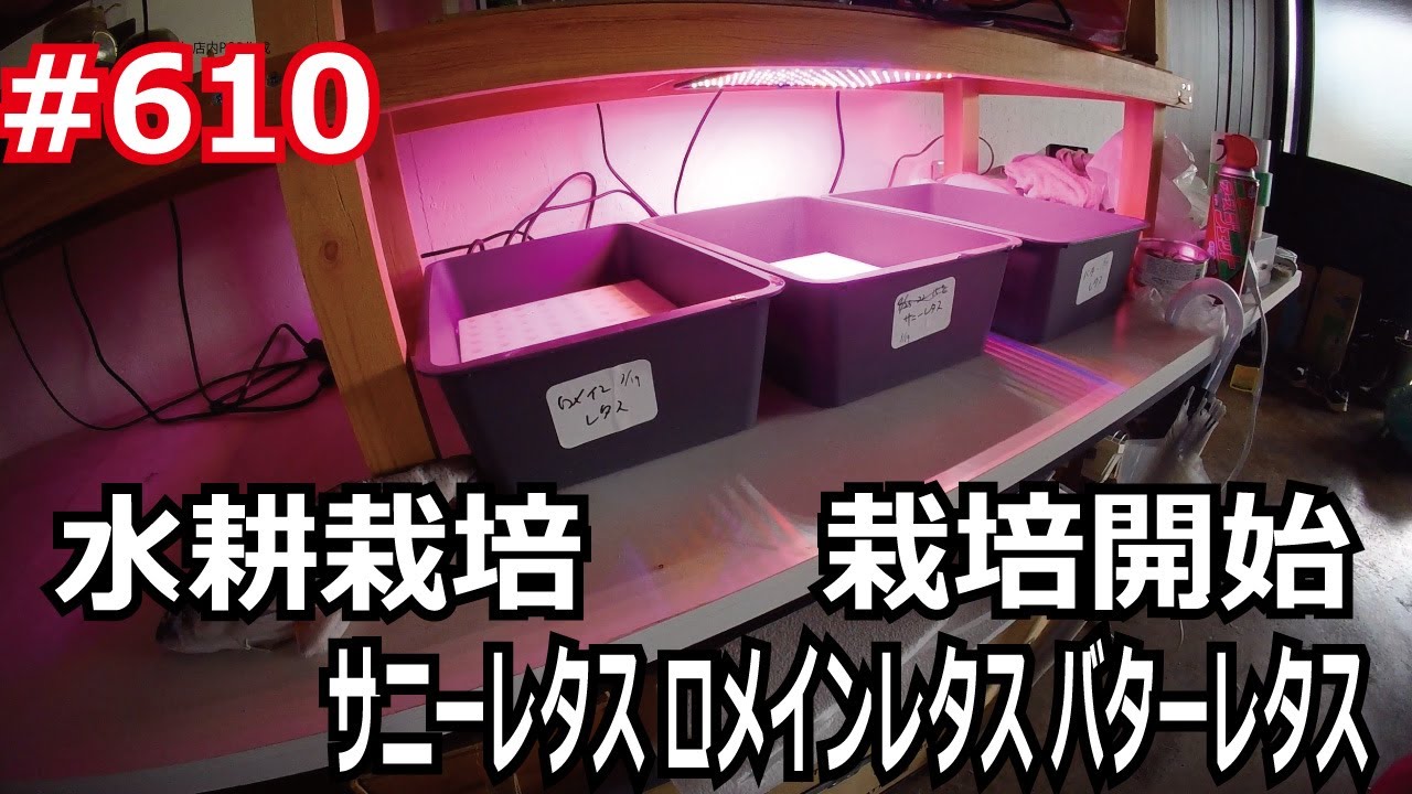 水耕栽培 サニーレタス ロメインレタス バターレタス栽培開始の巻